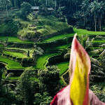 Tegalalang Rice Terrace